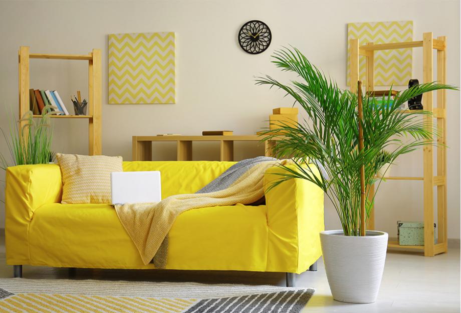 palmier d'Areca